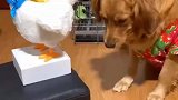 鸡蛋，我们只吃新鲜的