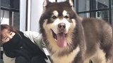 巨型阿拉斯加犬的脚比女主人的腿还粗，这一天得吃多少狗粮啊