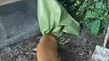 汪汪队再次立功了，蛇来偷鸡蛋狗狗勇敢灭蛇