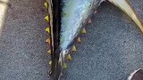 蓝鳍金枪鱼很稀少了