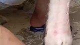 给牛脚剃毛