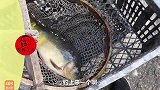 农民王小：北京的兄弟来东北钓鱼第一次竟钓的这么好，铁锅炖上