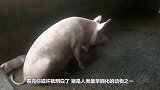 为何说猪是蛇的“克星”，现场实拍全过程，确实不简单！