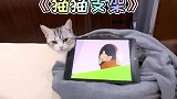 阿发是一个非常乖巧的猫猫支架！