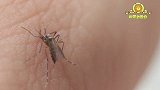 实验室怎么喂蚊子？看到真相后密集恐惧症都犯了！