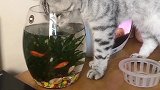 猫别以为你加了盖子，我就吃不了鱼了！