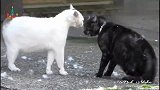 猫咪打架：能动手就别吵吵！一看这毛就知道谁赢了