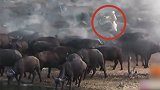 南非公园恐怖一幕：母狮遭水牛群踩踏致死 尸体多次被抛向空中