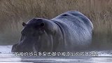 鬣狗饥饿难耐单挑河马，河马居然任由它撕咬，这是什么原因？
