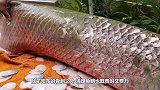 这鱼什么来头？鳞片比“盔甲”还硬，厨师只能用铁锤敲鱼鳞！