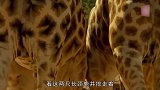 两只长颈鹿公然打架，攻击方式如此特别，真让人捏了把汗