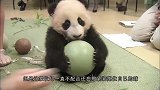史上最艰难的翻身，刚出生的熊猫宝宝学习翻身，真是萌我一脸血啊