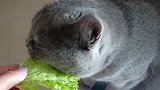 猫：小鱼干吃多了，吃吃菜叶也不错！