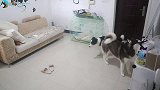 主人不在家一小时，看看哈士奇都拆了些啥？