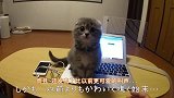 如此可爱的猫咪，你舍得把他挪开吗！看完后我也想养只猫咪了