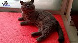 主人给胖公猫喂肉，胖猫吃到肚撑突然卖起萌来，主人大呼要被吃穷
