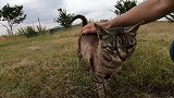 野外遇见一只孤独的流浪猫，想带回家却不敢，怎么办啊