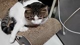跟猫咪比心问感受到没，它立马抬头闻闻回应着嗯嗯！好暖心可爱