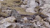 雪豹死死咬住小牛，牛妈妈上来就是一顿猛揍，雪豹肠子都悔青了