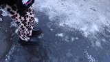 东北越冷越吃冻货，麻嘴柿子都给老公，女儿耍手绢跳秧歌舞
