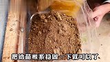 空油桶简单改造就能种茄子？90天就能收获满满，一桶产好几斤茄子