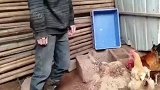 现实生活中很多男人不如这只大公鸡！