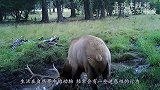 鬣狗在河里洗澡，突然疯了似的跑上了岸，这是发生了什么？