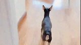 小鹿犬生气了不理主人，就因为主人拿家法打了他，太逗了
