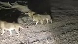 三头牛油果雄狮VS三头伯明翰雄狮—狮王之路新老交替无可避免