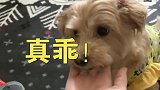 贪吃的小狗狗，每天哄你的时候都是拿着吃的