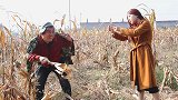美女秋收没人帮忙，于是相亲套路农村憨小伙，过程太逗了