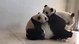 熊猫妈妈吃笋是认真的，两只熊猫宝宝在它背上打架都不管