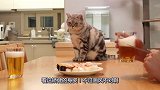 小猫咪看见主人在吃饭，立马跳上餐桌，场面十分滑稽