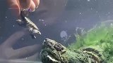 主人恶搞鳄龟,把它的后代当做食物投喂,怎料看到神奇的一幕