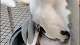恶霸犬你这贱贱的表情，有没有想打的，免费代打
