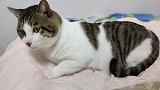 猫咪睡着醒来，望着小鱼，那好奇的小眼神太逗了