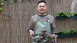 繁殖黑法师最简单方法，牢记一步快速长根冒芽