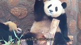熊猫叼着竹子进洞被拦住，下一秒神操作，网友：颜值与智慧并存！