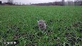 被抛弃的小奶猫大声呼叫：妈妈，你怎么还不来接我