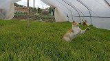 田园功夫猫表演“草上飞”