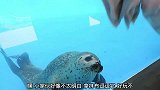 海豹学我一起拍拍手掌，真是听话，太可爱了