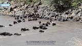 角马被鳄鱼拖到河里，河马出手营救