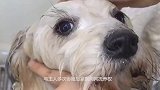 狗多年无人照顾，身上皮毛被好心人剪下，狗毛比自身重量还重