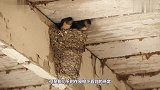 燕窝真的是燕子“口水”吗镜头跟拍生产全过程，看完有点反胃