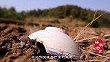 中国古代经常发生蝗灾，农民为什么不吃蝗虫？没你想的那么简单！