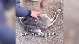 男子卖自家大鹅遭“扎心凝视”，心中难受亲手放生：不忍心卖给别人吃