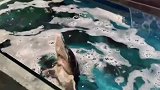 发现爱跳舞的鲟鱼，左右摇摆不亦乐乎