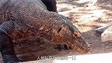 人被科莫多巨蜥咬一口，后果到底会有多严重？