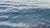 深海船钓旗鱼，这货跳水洗鳃冲击力不是一般的猛