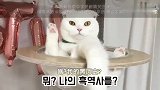 傲娇猫猫の奶猫时光：原来每个酷盖都曾是软糯小甜甜！